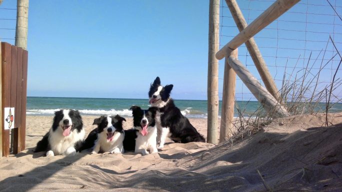 Foto Border Collies de Work & Beauty Border Collie España en la del mar de Guardamar del Segura - JPG Foto Border Collies de Work & Beauty Border Collie España en la del mar de Guardamar del Segura - JPG