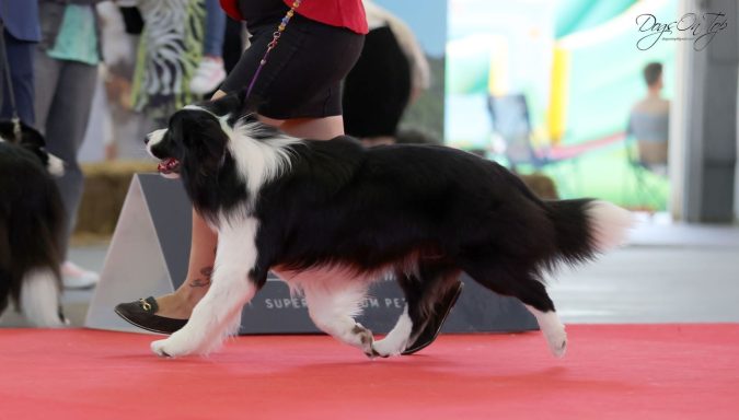 Foto de Border Collie Campeón de Belleza en movimiento en el ring rojo en una Exposición de Belleza de la Real Sociedad Canina Española, JPG Foto de Border Collie Campeón de Belleza en movimiento en el ring rojo en una Exposición de Belleza de la Real Sociedad Canina Española, JPG