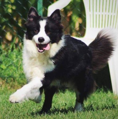 Foto de hembra de Border Collie feliz sobre el verde cesped en Portugal, de Work & Beauty Kennel España, Valencia, Alicante - JPG Foto de hembra de Border Collie feliz sobre el verde cesped en Portugal, de Work & Beauty Kennel España, Valencia, Alicante - JPG