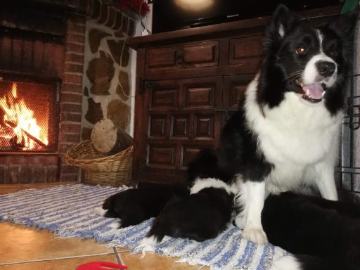 Foto de mamá de Border Collie con cachorros mamando frente a chimenea, de Border Collie Work & Beauty España, Valnencia, Alicante - JPG Foto de mamá de Border Collie con cachorros mamando frente a chimenea, de Border Collie Work & Beauty España, Valnencia, Alicante - JPG