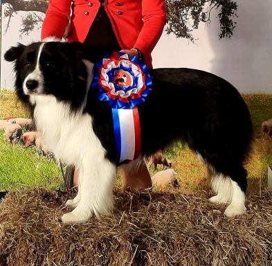 Foto de Byron, semental importado de Peace of Happines en Hungría para Work & Beauty, Border Collie Multi Campeón de Belleza - JPG Foto de Byron, semental importado de Peace of Happines en Hungría para Work & Beauty, Border Collie Multi Campeón de Belleza - JPG