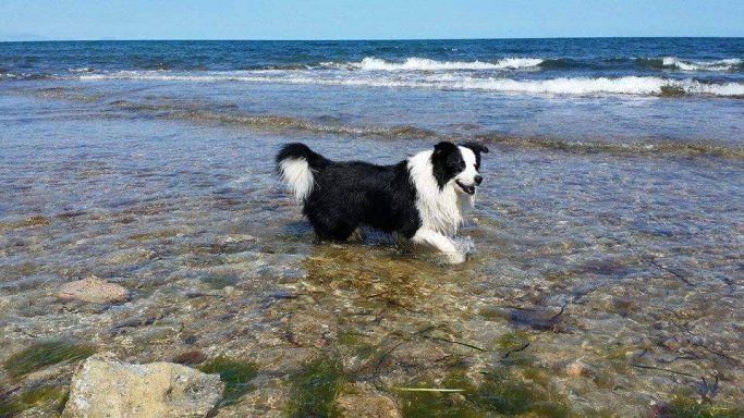 Foto Border Collie en el mar, Work & Beauty JPG Foto de Border Collie en el mar, Work & Beauty JPG