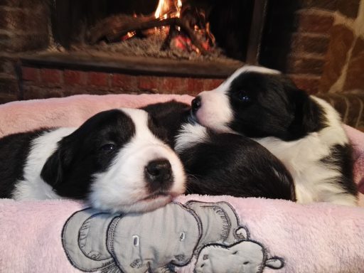 Foto de Cachorros de Border Collie descansando frente a chimenea, de Work & Beauty España, Valencia, Alicante - JPG Foto de Cachorros de Border Collie descansando frente a chimenea, de Work & Beauty España, Valencia, Alicante - JPG