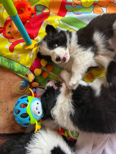 Foto de dos Cachorros de Border Collie jugando sobre una manta de juegos infantil con juguetes, de Work & Beauty España, Valencia - JPG Foto de dos Cachorros de Border Collie jugando sobre una manta de juegos infantil con juguetes, de Work & Beauty España, Valencia - JPG