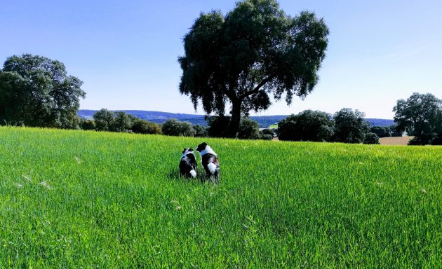 Foto de Border Collies corriendo en un paisaje de trigo verde junto a un árbol, de Work & Beauty España, Valencia, Alicante -JPG Foto de Border Collies corriendo en un paisaje de trigo verde junto a un árbol, de Work & Beauty España, Valencia, Alicante -JPG