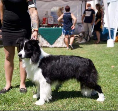 Foto de espectacular macho de Border Collie, posando junto a la Handler en una Exposición de Belleza en Slovenia, Work & Beauty Kennel - JPG Foto de espectacular macho de Border Collie, posando junto a la Handler en una Exposición de Belleza en Slovenia, Work & Beauty Kennel - JPG