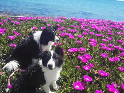 Foto de Border Collies en un jardín de flores rosas frente al mar de Santa Pola, ejemplares de Work & Beauty Border Collie Kennel - JPG Foto de Border Collies en un jardín de flores rosas frente al mar de Santa Pola, ejemplares de Work & Beauty Border Collie Kennel - JPG