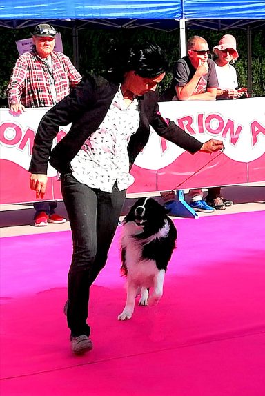 Foto de border Collie con su handler en una Exposición de Belleza en un Ring de color rosa en Gibraltar, de Work & Beauty Kennel Spain - JPG Foto de border Collie con su handler en una Exposición de Belleza en un Ring de color rosa en Gibraltar, de Work & Beauty Kennel Spain - JPG