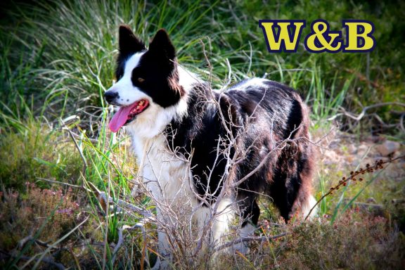 Foto de hembra de Border Collie en pie rodeada de vegetación natural, de Work & Beauty Kennel España, Valencia, Alicante - JPG Foto de hembra de Border Collie en pie rodeada de vegetación natural, de Work & Beauty Kennel España, Valencia, Alicante - JPG