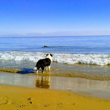 Foto de dos hembras de Border Collie, una en pie a la orilla del mar mirando como la otra hembra se adentra nadando en el mar Alicante - JPG Foto de dos hembras de Border Collie, una en pie a la orilla del mar mirando como la otra hembra se adentra nadando en el mar Alicante - JPG