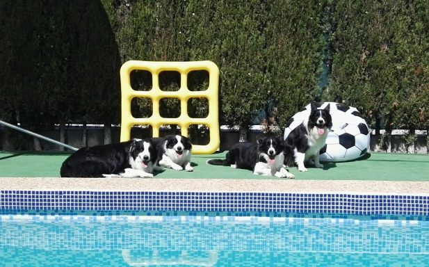 Foto de Border Collies posando en la piscina de Work & Beauty Kennel España - JPG Foto de Border Collies posando en la piscina de Work & Beauty Kennel España - JPG