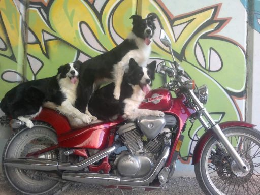 Foto de tres Border Collies sobre una Honda Shadow 600 VT granate, de Work & Beauty Kennel, Criador España, Valencia, Alicante - JPG Foto de tres Border Collies sobre una Honda Shadow 600 VT granate, de Work & Beauty Kennel, Criador España, Valencia, Alicante - JPG