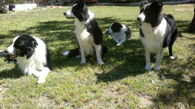 Foto de Border Collies de Work & Beauty Kennel sobre cesped, España, Comunidad Valenciana, Alicante - JPG Foto de Border Collies de Work & Beauty Kennel sobre cesped, España, Comunidad Valenciana, Alicante - JPG