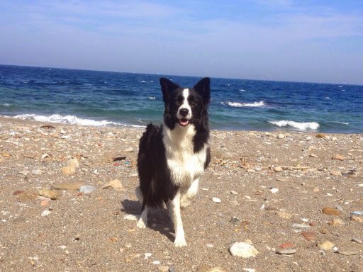 Foto de Border Collie criado por Work & Beauty España en la Playa de Ceuta - JPG Foto de Border Collie criado por Work & Beauty España en la Playa de Ceuta - JPG