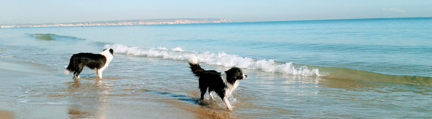 Foto de una hembra Border Collie, en la orilla del mar mirando hacia el horizonte marino en Alicante, de Work & Beauty Kennel España - JPG Foto de una hembra Border Collie, en la orilla del mar mirando hacia el horizonte marino en Alicante, de Work & Beauty Kennel España - JPG