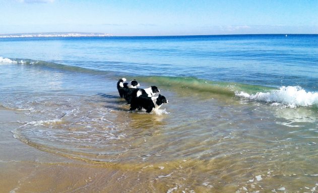 Foto de tres Border Collies de Wok & Beauty Kennel, adentrandose en el agua de la Playa del mar Mediterraneo en la costa del Sol - JPG Foto de tres Border Collies de Wok & Beauty Kennel, adentrandose en el agua de la Playa del mar Mediterraneo en la costa del Sol - JPG