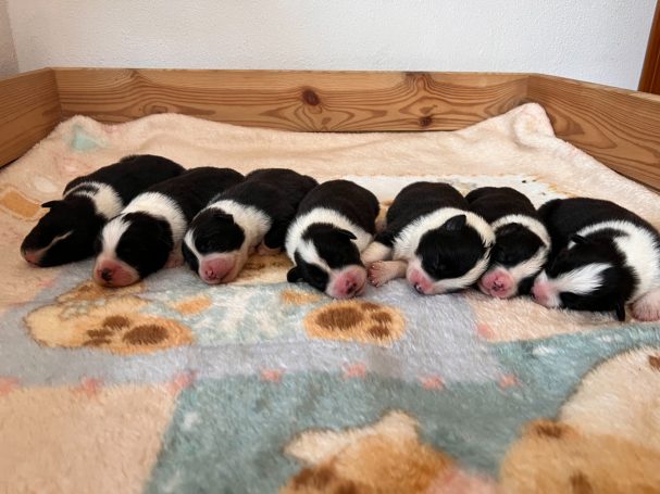 Cachorros Border Collie con pedigrí en Alicante