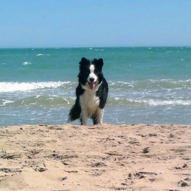 Foto de Border Collie negro y blanco en la playa Elche, border Collie de Work & Beauty Kennel España - JPG Foto de Border Collie negro y blanco en la playa Elche, border Collie de Work & Beauty Kennel España - JPG