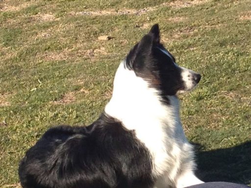 Foto de hembra de Border Collie acostada sobre el cesped en Ceuta, de Work & Beauty Kennel España, Valencia, Alicante - JPG Foto de hembra de Border Collie acostada sobre el cesped en Ceuta, de Work & Beauty Kennel España, Valencia, Alicante - JPG